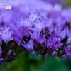 Blue Flowers by Kirsten Bruening - Blue Flowers, Photography Awards, Close-up Photography, Photo of the Day, Art Photography