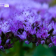 Blue Flowers by Kirsten Bruening