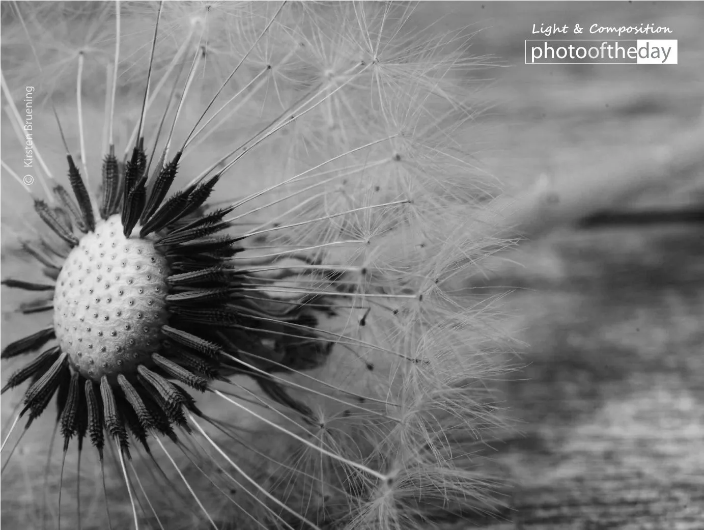 Miracles Happen by Kirsten Bruening - Photo of the Day, Close-up Photography, Art Photography, Photography Awards, Light & Composition University