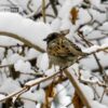 Tree Sparrow on Black Mulberry by Sarvenaz Saadat - Wildlife Photography, Tree Sparrow, Photo of the Day, Photography Awards, Online Photography Courses