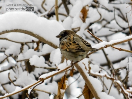 Tree Sparrow on Black Mulberry by Sarvenaz Saadat