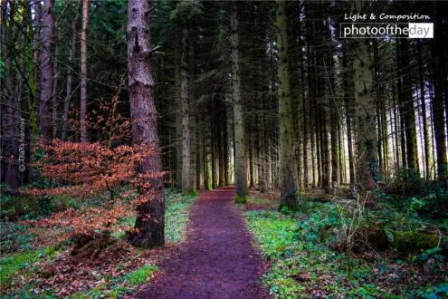 Autumn on the Forest by Diana Ivanova - Nature Photography, Photography Awards, Photo of the Day, Art Photography, Online Photography Courses