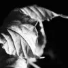 The Last Leaves Falling by Kirsten Bruening - Art Photography, Award Winning Photography, Close-up Photography, Photo of the Day, Kirsten Bruening