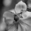 Memories by Kirsten Bruening - Photojournalism, Art Photography, Close-up Photography, Photography Awards, Photo of the Day