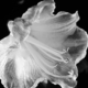 Beautiful Flowers by Kirsten Bruening