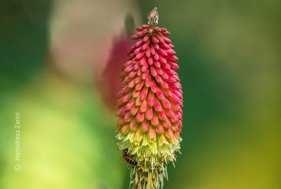 Red Hot Pokers by Hamidreza Zarini