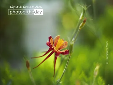 Flame Lily by Hamidreza Zarini - Flame Lily, Photography Awards, Photo of the Day, Close-up Photography, Art Photography
