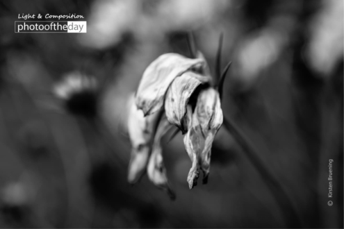 End of Summer by Kirsten Bruening - Photo of the Day, Art Photography, Close-up Photography, Photography Awards,  Photojournalism