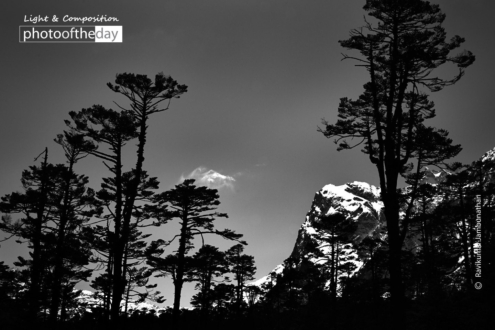 Black Trees by Ravikumar Jambunathan - Nature Photography, Art Photography, Photo of the Day, Photography Awards, Ravikumar Jambunathan