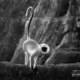 Grey Langur by Ravikumar Jambunathan