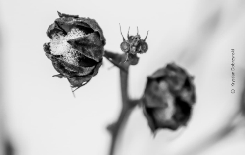 Winter Alien by KD - Macro Photography, Close-Up Photography, Photo of the Day, Art Photography, Nature Photography