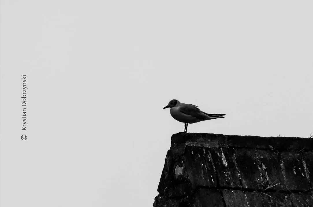 Solitude by KD