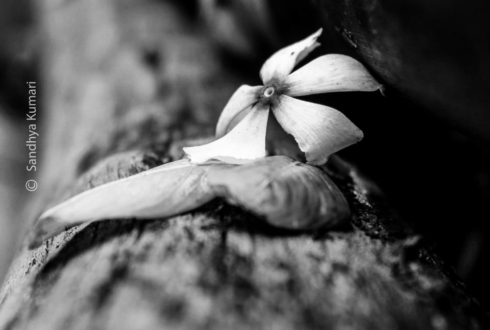 From Lifeless to Life by Sandhya Kumari - Close-up Photography, Art Photography, Photo of the Day, Photography Awards, Photography Education