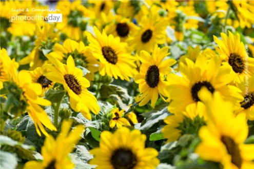 Freedom and Happiness by Jose Juniel Rivera-Negron - Photojournalism, Art Photography, Photo of the Day, Photography Awards, Online Photography Courses