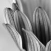 The Magic of Black and White by Kirsten Bruening - Black and white photography, Close-up photography, Monochrome photography, Art photography, Photography awards