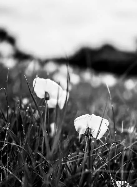 Bokeh Bloom’s World by José J. Rivera-Negrón
