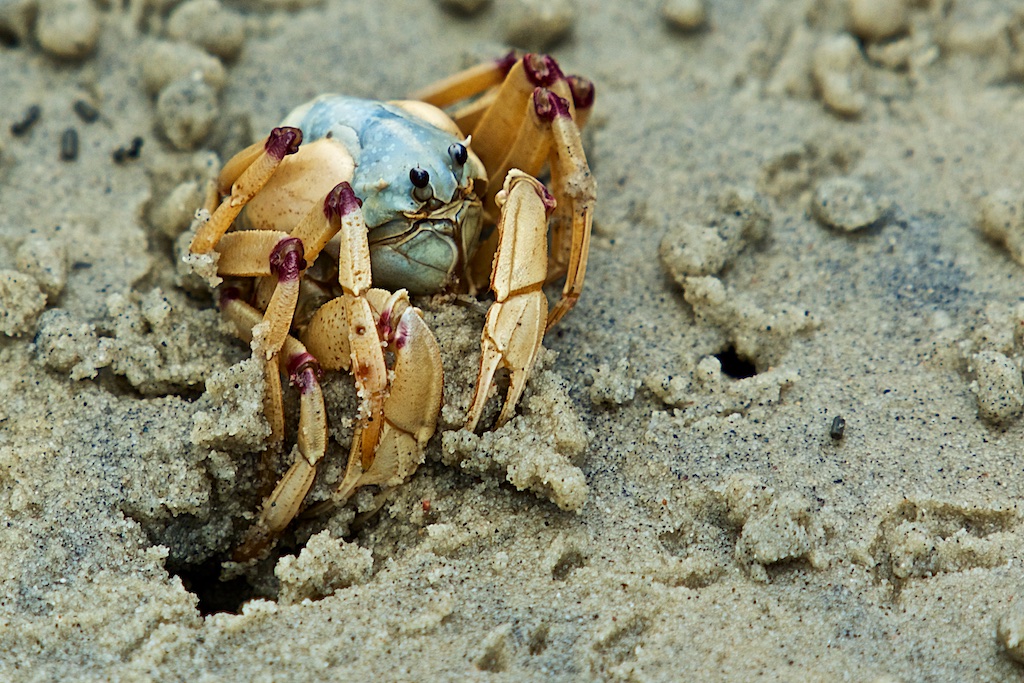 Minolta MD 50mm f/1.7