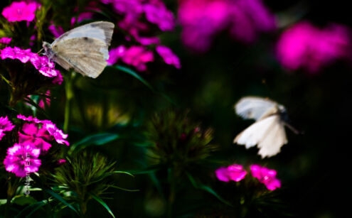 Whispers of Wings on Magenta Blooms