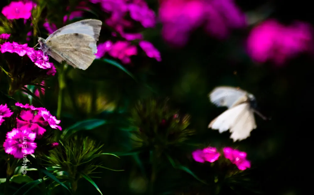 Whispers of Wings on Magenta Blooms