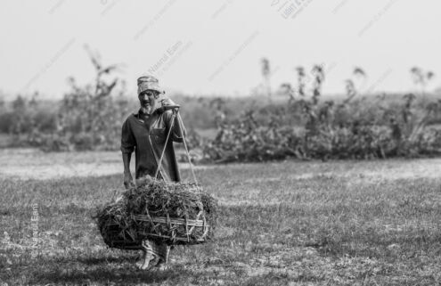Barefoot Laborer with Woven Basket in the Fields