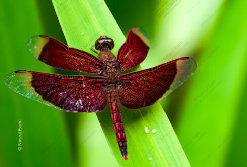 Crimson Wings on Emerald Canvas