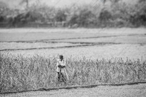 A Moment of Rest in the Cane Field