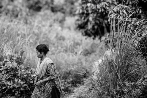 Quiet Reflection in the Verdant Path
