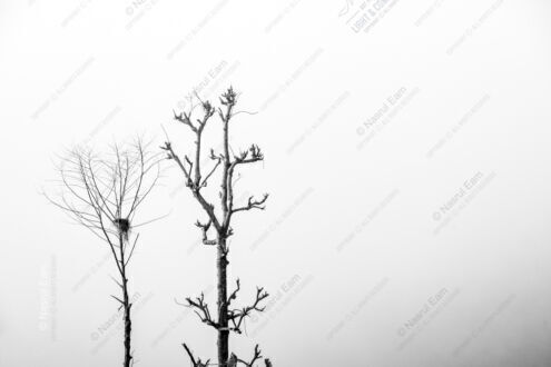 Bare Branches, Silent Nest