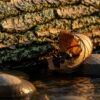 Close-up of natural textures in golden-hour sidelight — bark, lichen, leaf veins and river stones