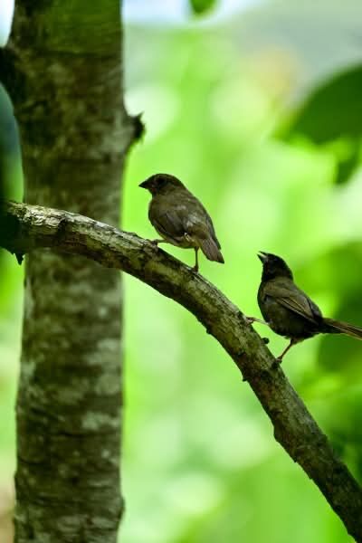 Rainforest Romance by José J. Rivera-Negrón
