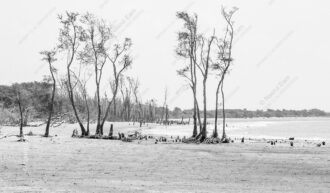 Mangrove Roots and Skeletal Trees - Mangrove Roots and Skeletal Trees, fine art photography print, monochrome landscape art, limited edition prints, Nasrul Eam, fine