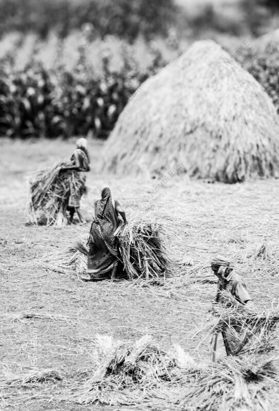 Gathering Dry Straw Before the High Mound