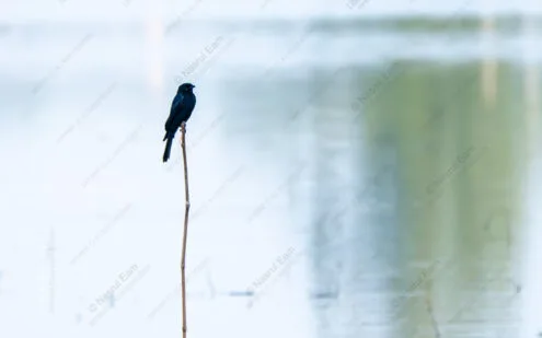 Solitary Sentinel