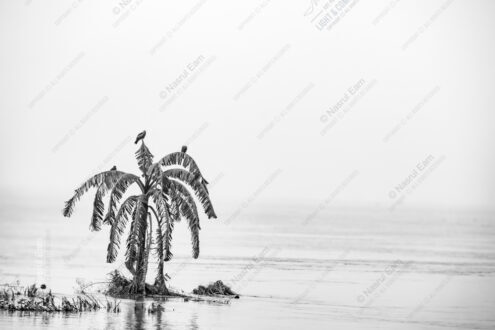 Birds on Submerged Banana Leaves
