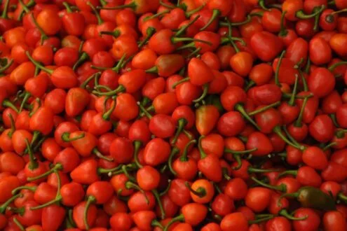 Cherry Peppers by Ryszard Wierzbicki