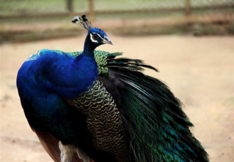 A Beautiful Peacock by Shahnaz Parvin - Wildlife Photography, Nature Photography, Photo of the Day, Photography Awards, Light & Composition University