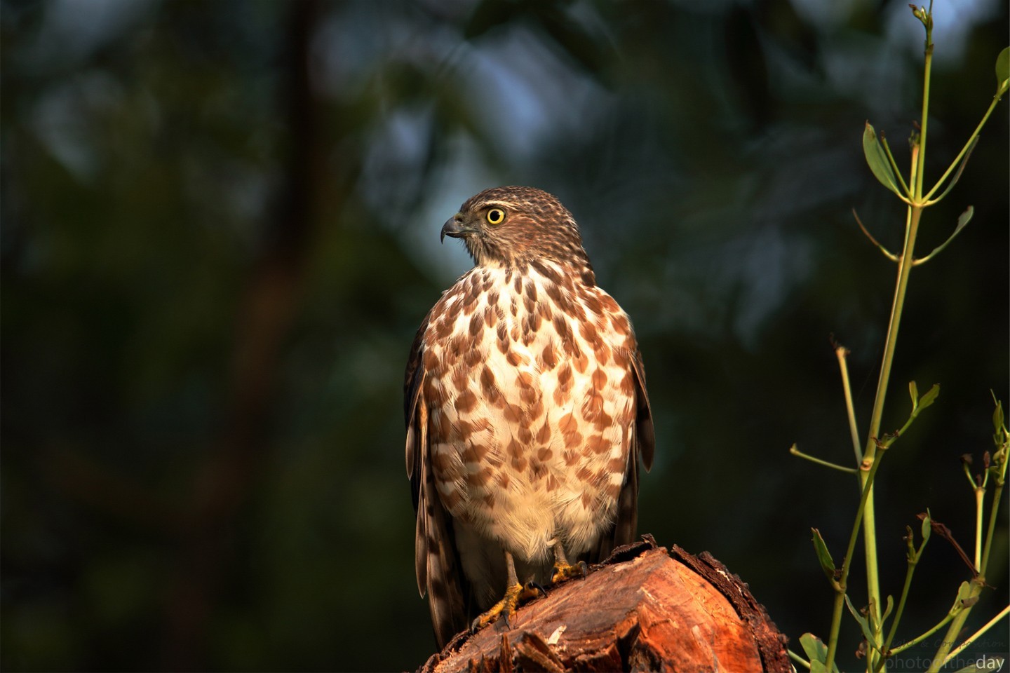 Besra's Timeless Perch by Saniar Rahman Rahul