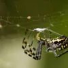 A Busy Spider by Shahnaz Parvin - Close-up Photography, Photo of the Day, Nature Photography, Macro Photography, Photography Awards