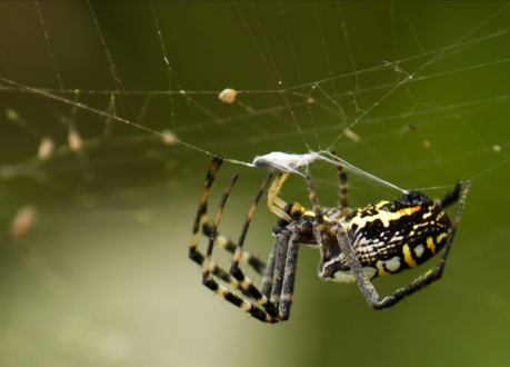 A Busy Spider by Shahnaz Parvin - Close-up Photography, Photo of the Day, Nature Photography, Macro Photography, Photography Awards