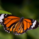 A Colorful Butterfly by Shahnaz Parvin