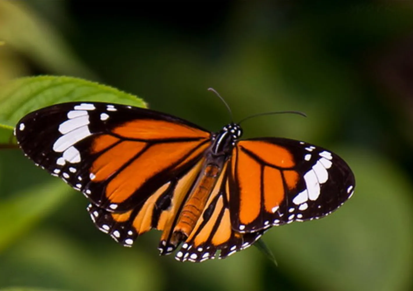 A Colorful Butterfly by Shahnaz Parvin