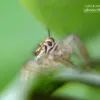 A Hidden Beauty by Snehil Sourabh - Macro Photography, Close-up Photography, Art Photography, Photo of the Day, Light & Composition University