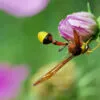 A Majestic Hornet Perched by Shahnaz Parvin - Nature Photography, Wildlife Photography, Macro Photography, Photo of the Day, Light & Composition University