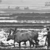 A Traditional Farming Practice by Karthick Saravanan - Traditional Farming, Art Photography, Black and White Photography, Photojournalism, Photo of the Day