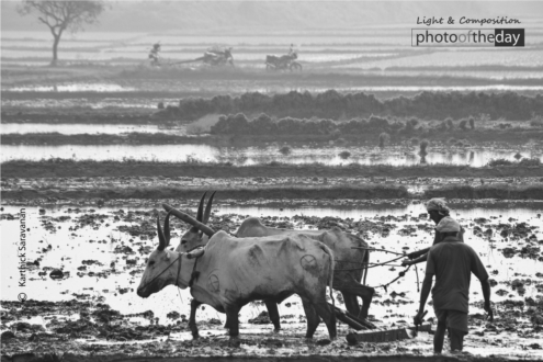 A Traditional Farming Practice by Karthick Saravanan - Traditional Farming, Art Photography, Black and White Photography, Photojournalism, Photo of the Day