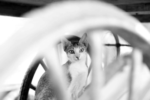 A Street Pussy Cat by Karthick Saravanan - Street Photography, Photojournalism, Urban Photography, Photography Awards, Light & Composition University