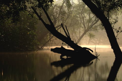 An Old Tree Log by Saniar Rahman Rahul - Photojournalism, Photography, Nature Photography, Art Photography, Photo of the Day