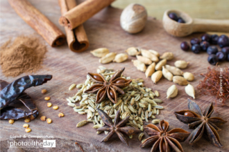 Assortment of Spices by Catherine Ferraz