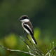 Bar-winged Flycatcher Shrike in the Sundarbans by Saniar Rahman Rahul