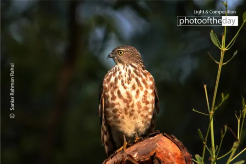 Besra’s Timeless Perch by Saniar Rahman Rahul